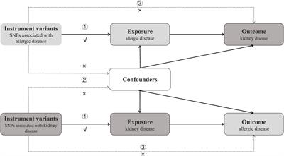 Causality between allergic diseases and kidney diseases: a two-sample Mendelian randomization study